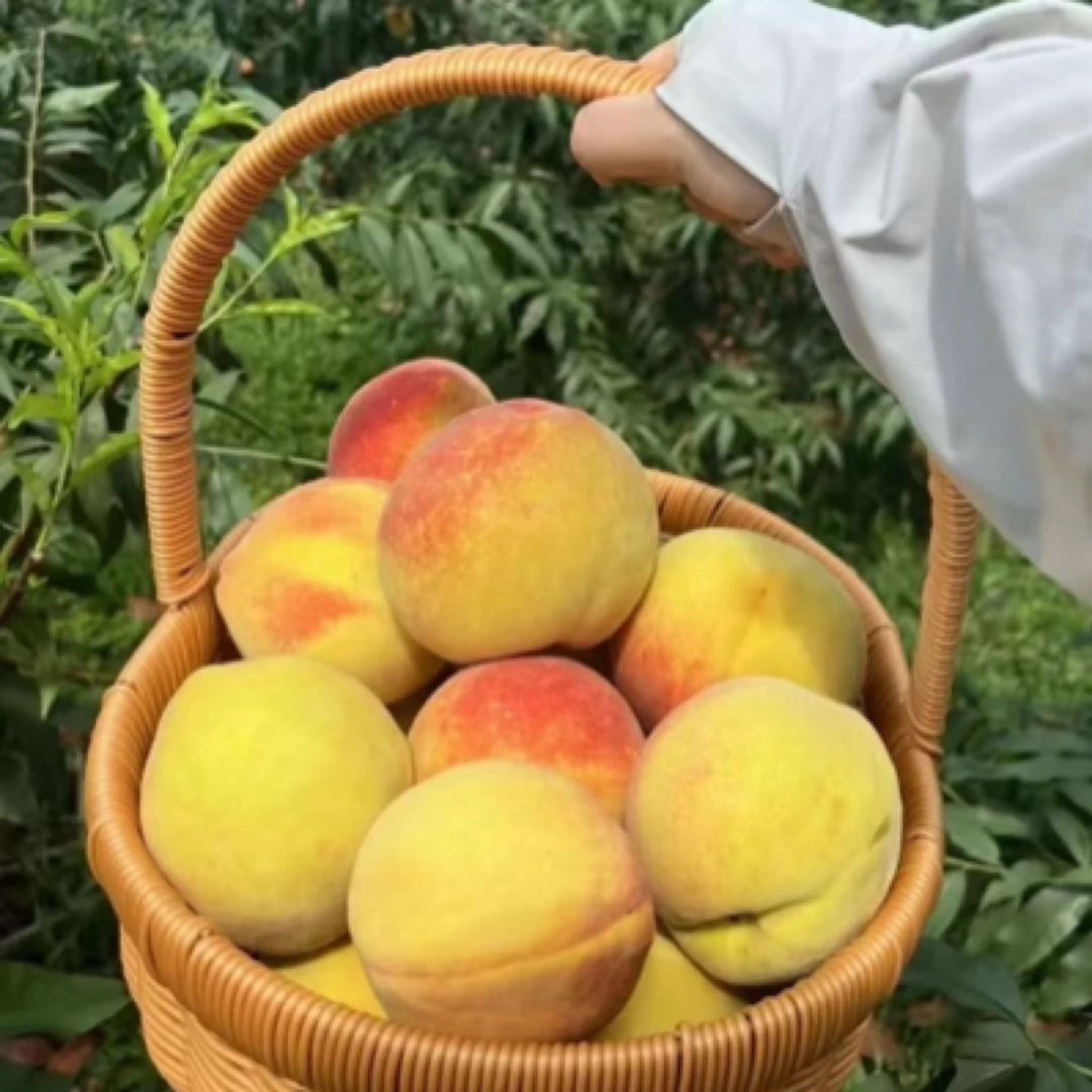 湖南麻阳高山新鲜黄桃果园现摘现发