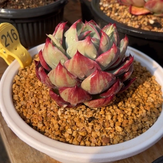 216惊鸿仙子 夏鸣园艺