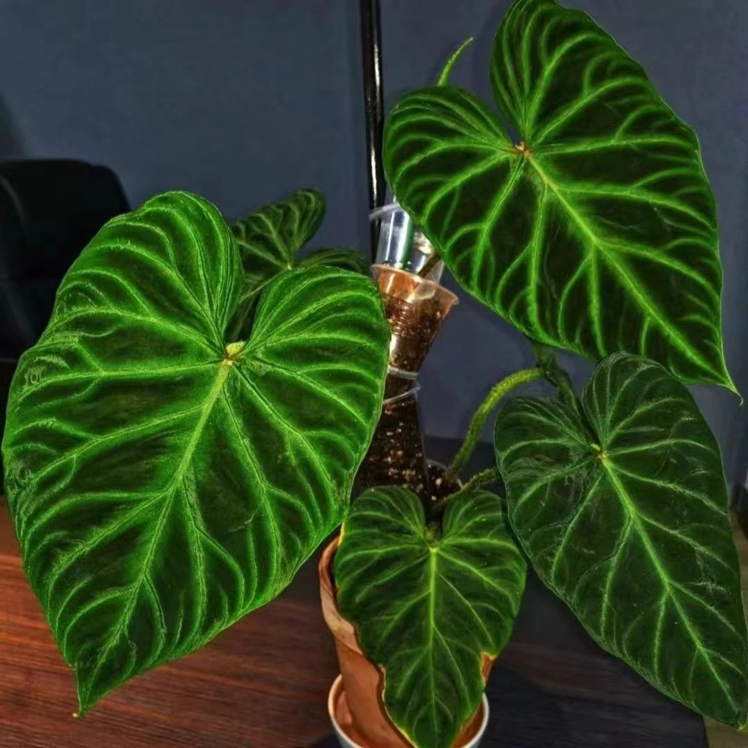 南美荧光蔓绿绒奢华荧光ins风网红盆栽室内创意观叶植物