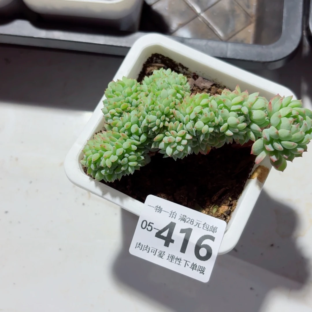 小粉梅缀化无盆土发货