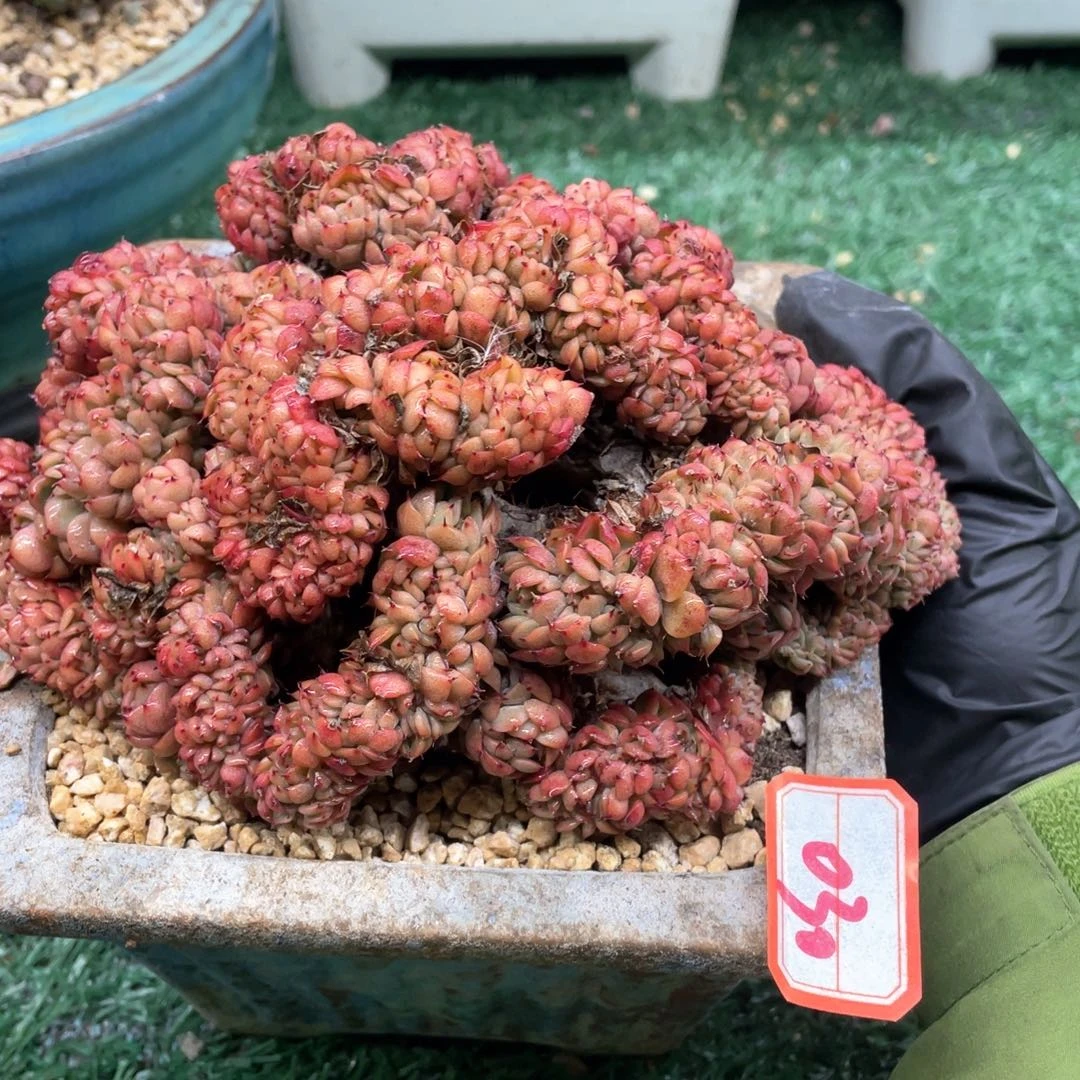 030 一物一拍28包邮非偏远