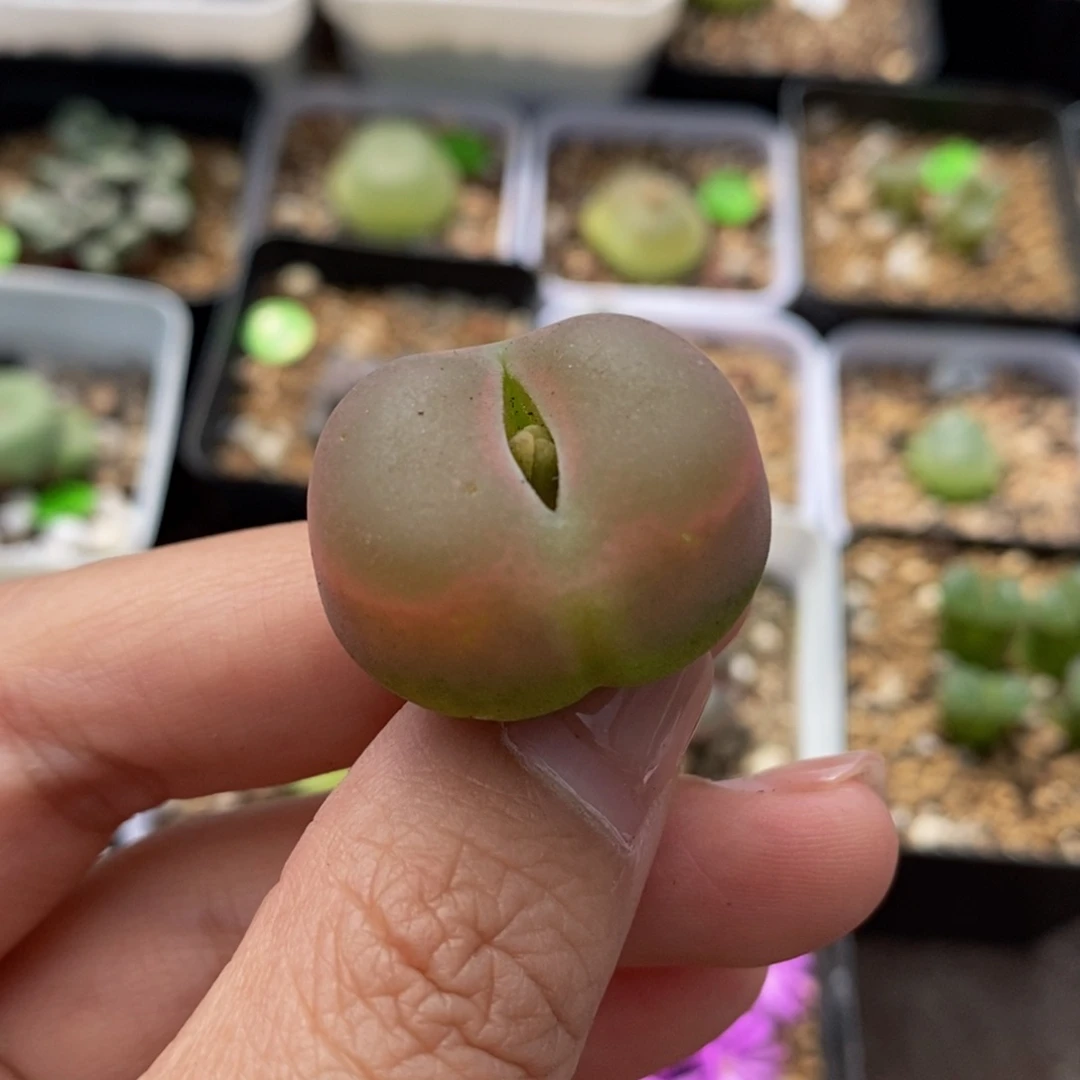 2.6（疤）多肉植物99