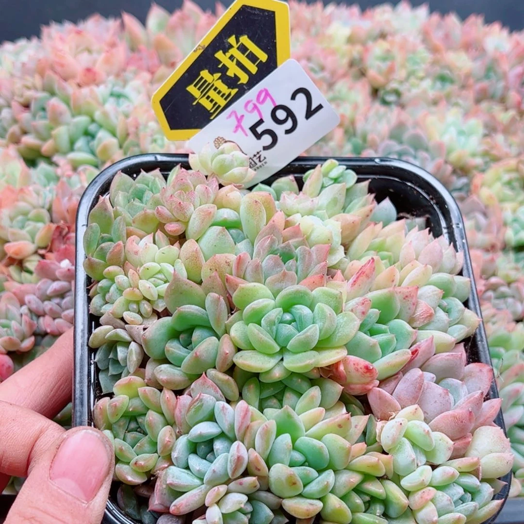 当前无花朵，栽培后可花朵