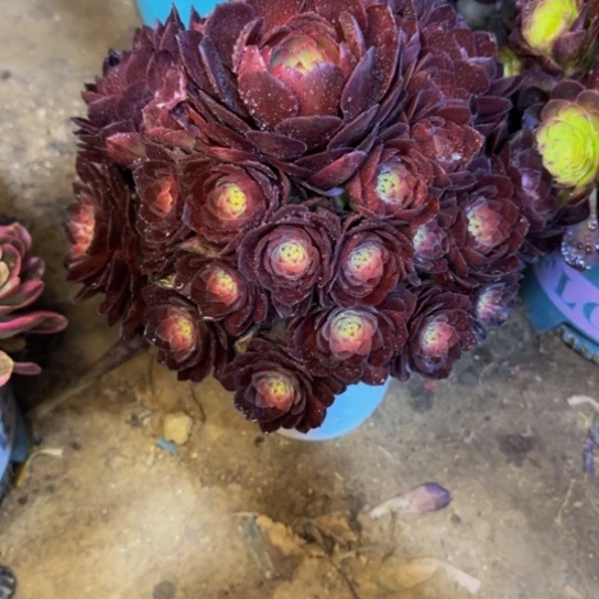 60桃花石16.99加急发明天早上