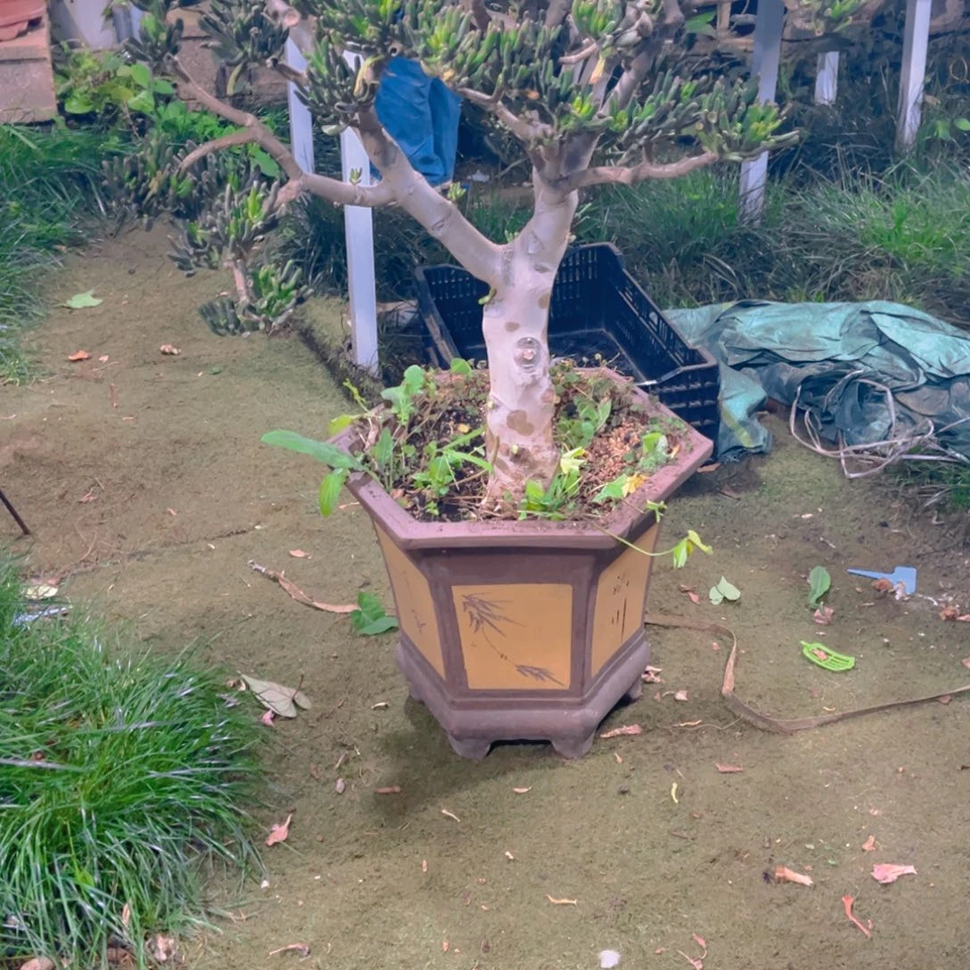 森***＊多肉植物保护研究所所长一