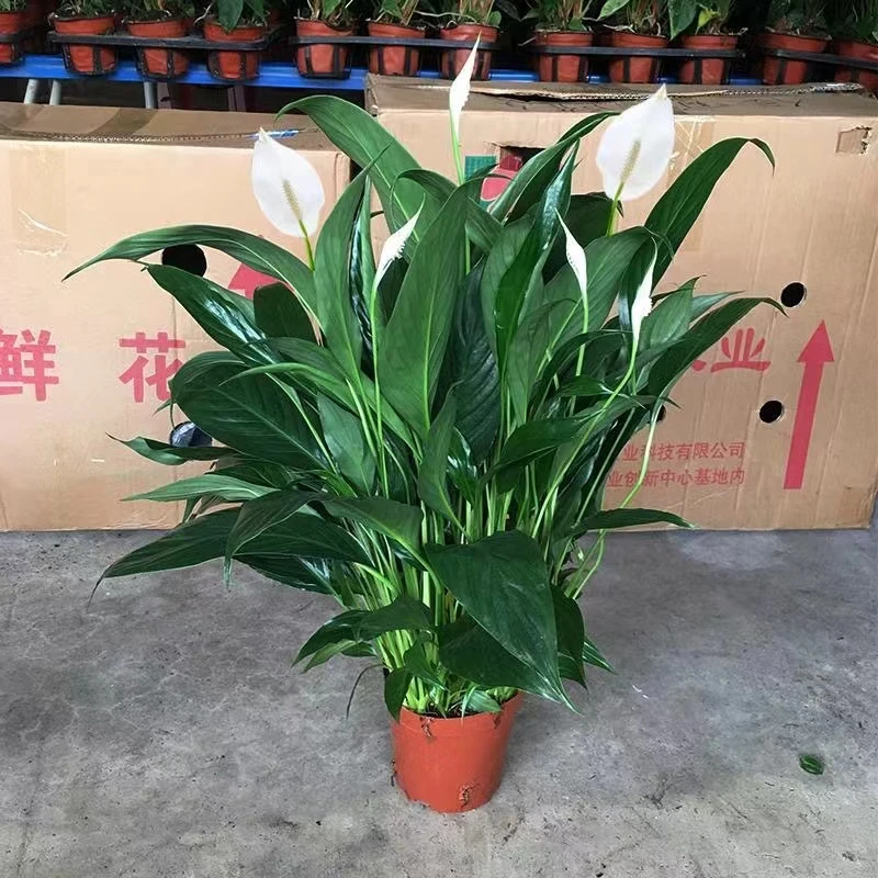 白掌盆栽一帆风顺水培植物室内除甲醛净化空气