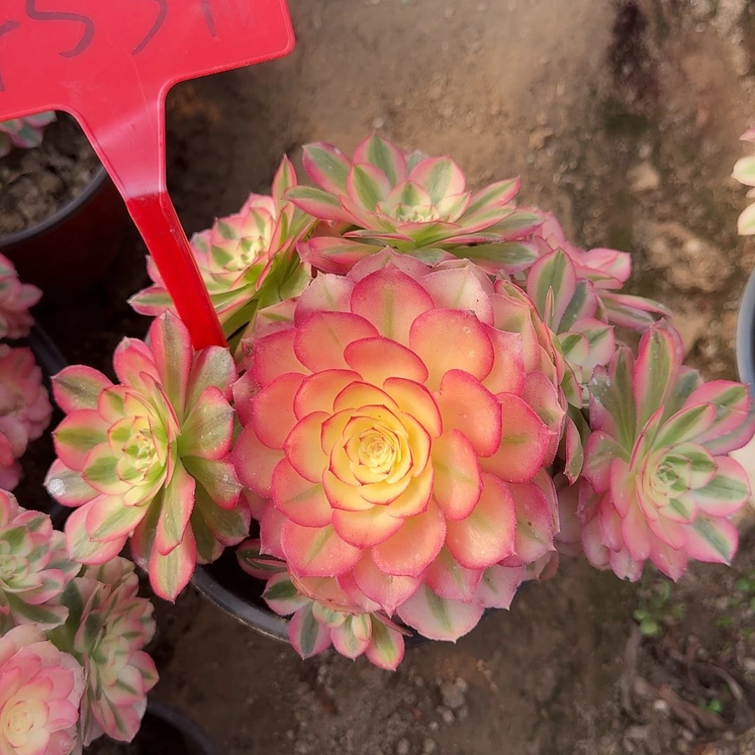 4539倾城多肉法师