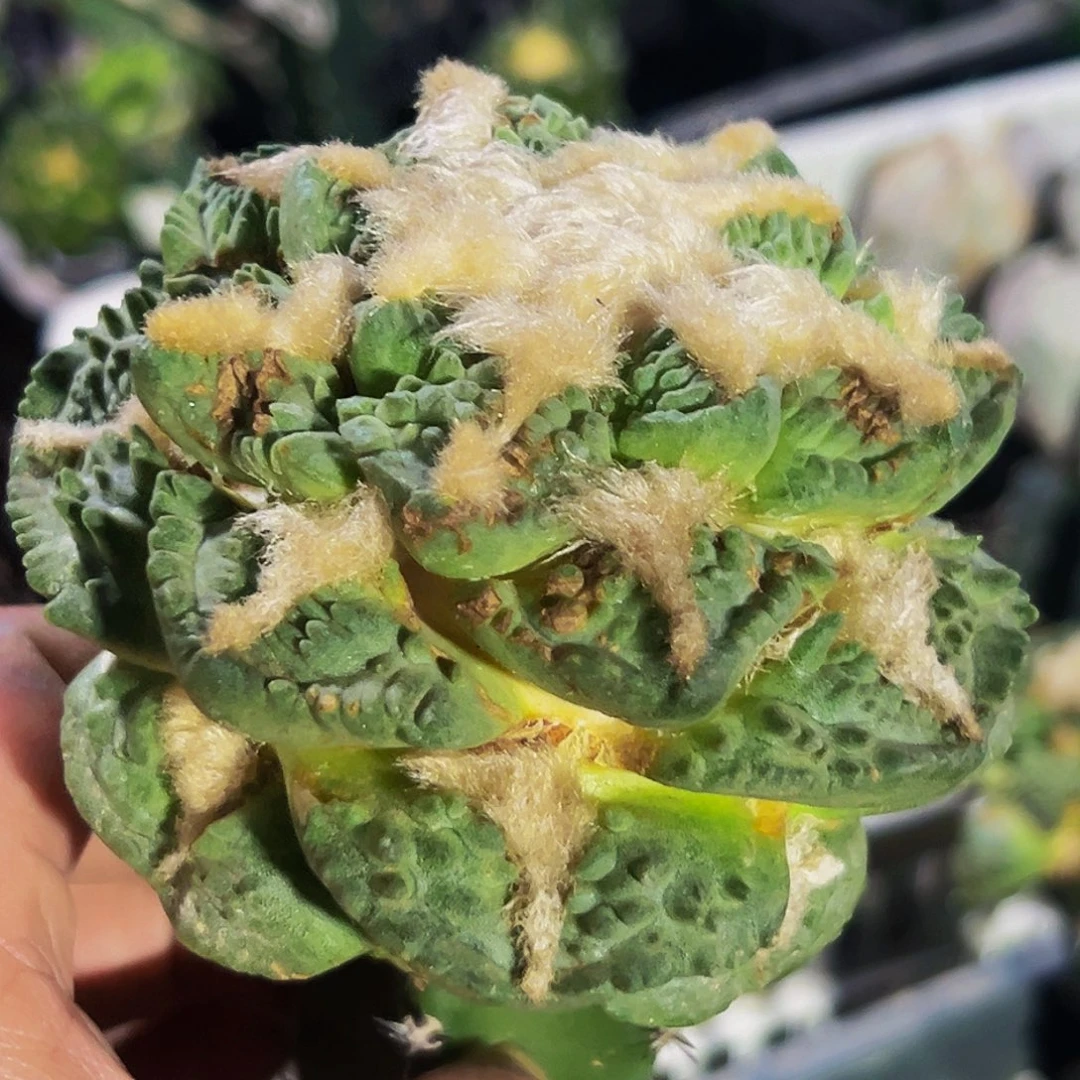 无花朵福利大龟甲牡丹728