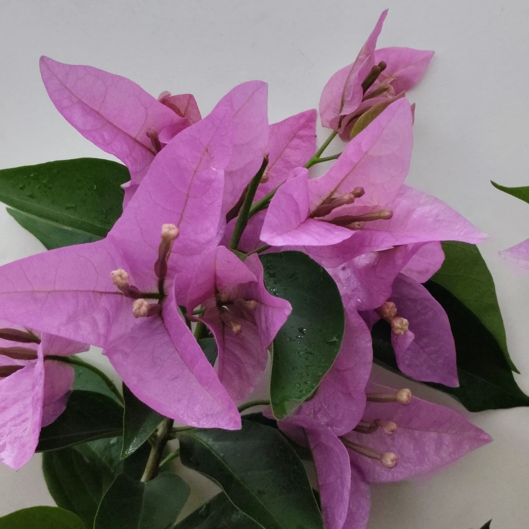 （新加坡大宫粉）一物一拍 落花落叶落光杆 折枝断枝不售后介意慎拍