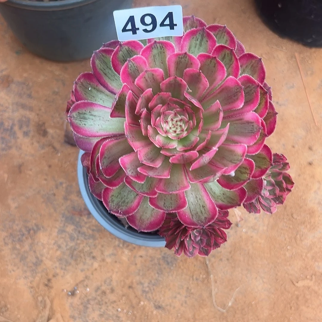 精品多肉植物494白月光