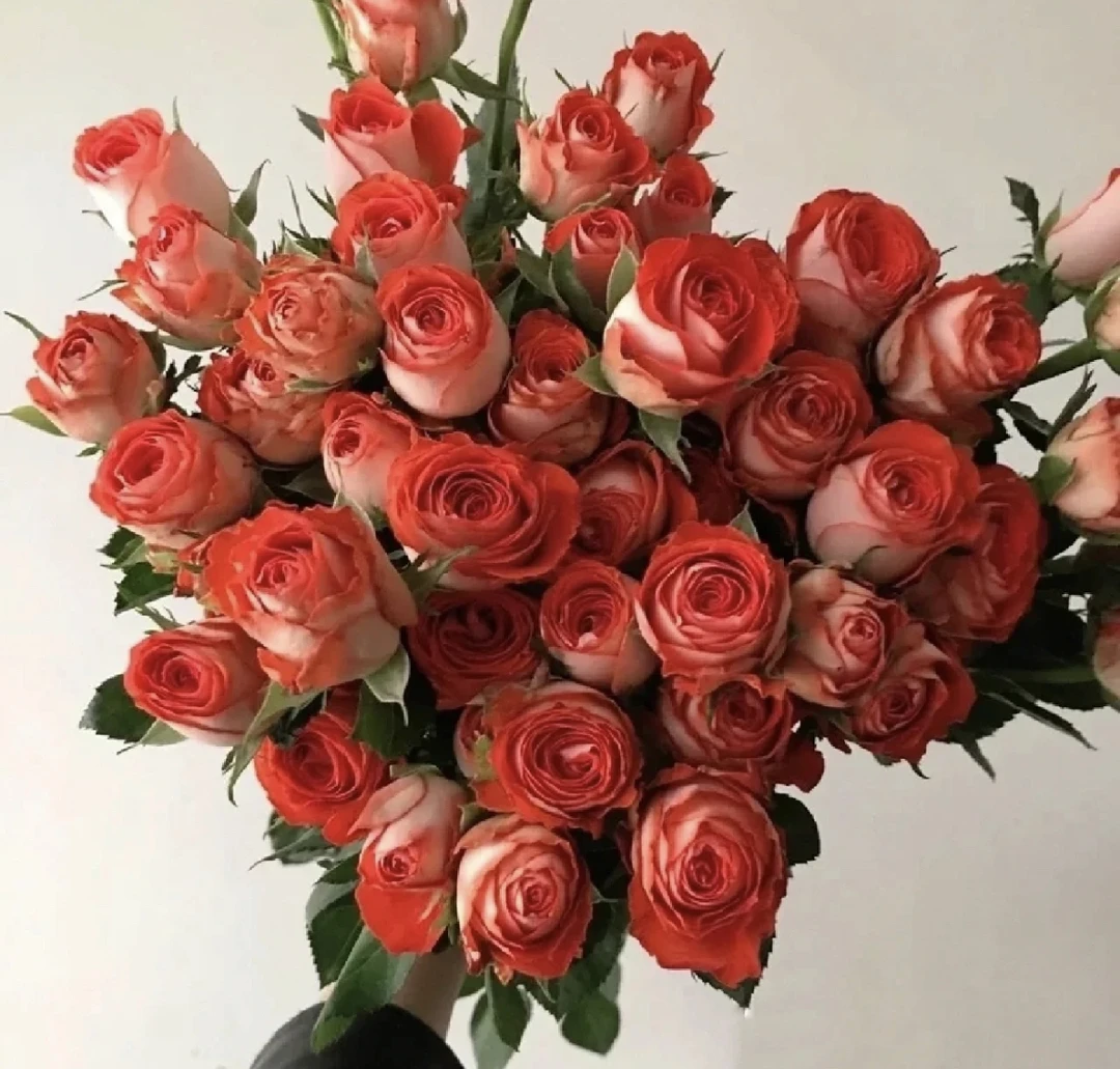 【惊艳泡泡】多头玫瑰家庭水养鲜花 云南鲜花基地直发10%运损不售后