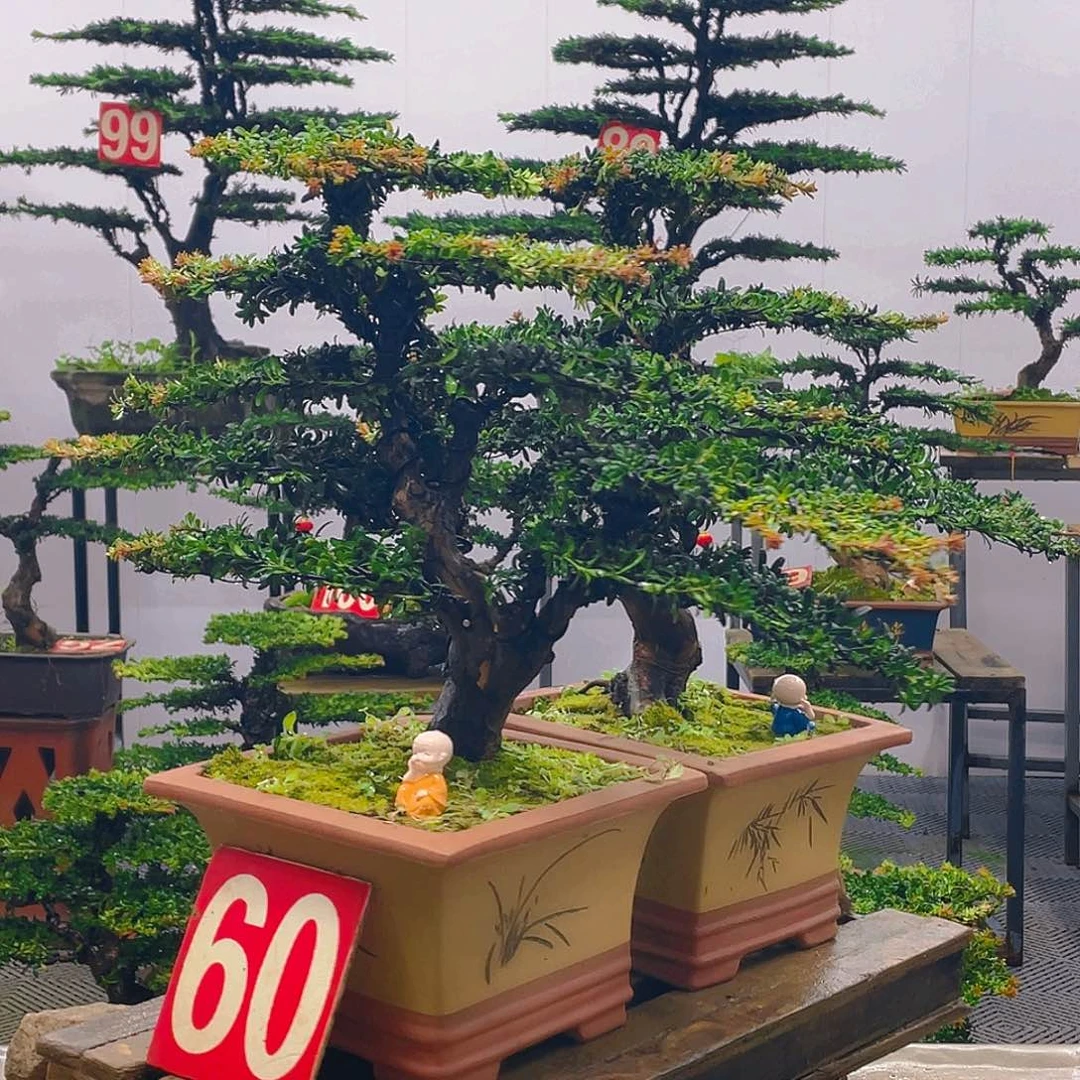 无花朵罗汉松红芽