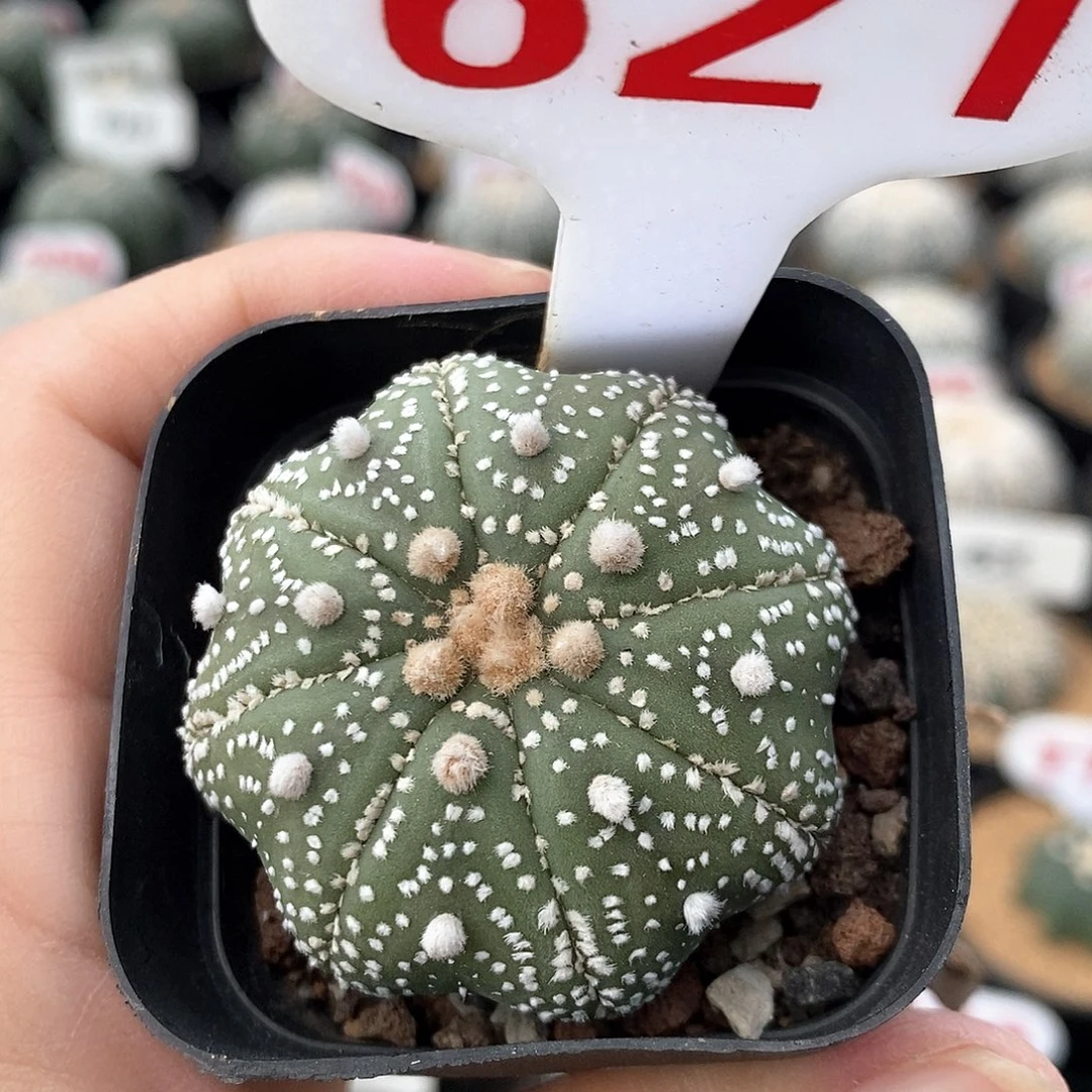 621海星兜系列产品福利