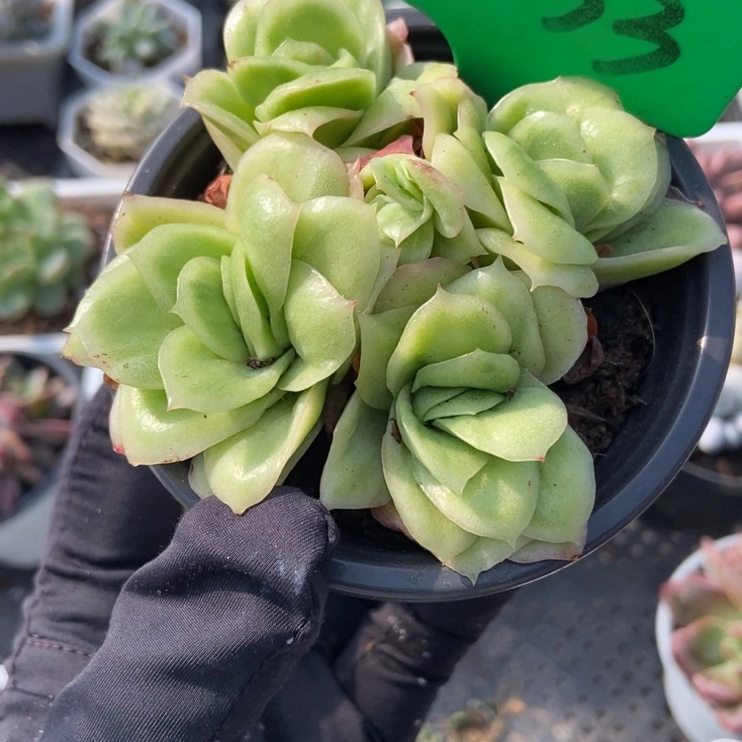3133冰玫瑰锦多肉植物