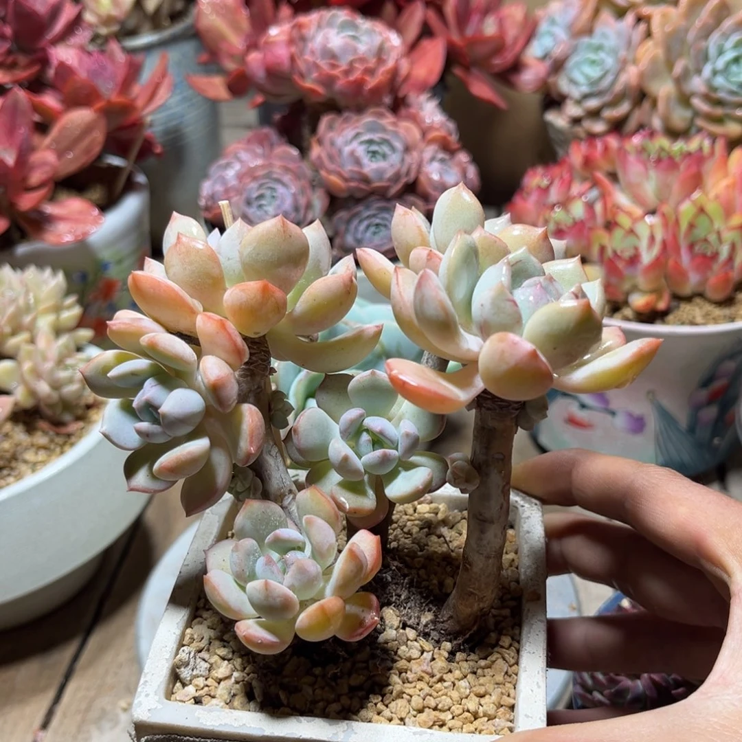 蜜桃格林多肉植物roufubu