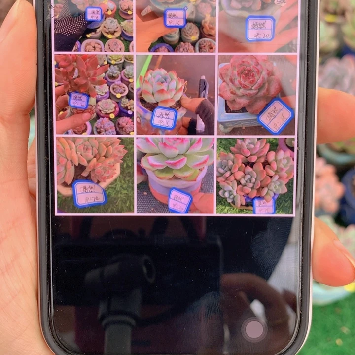 语***然嫣然        6带盆