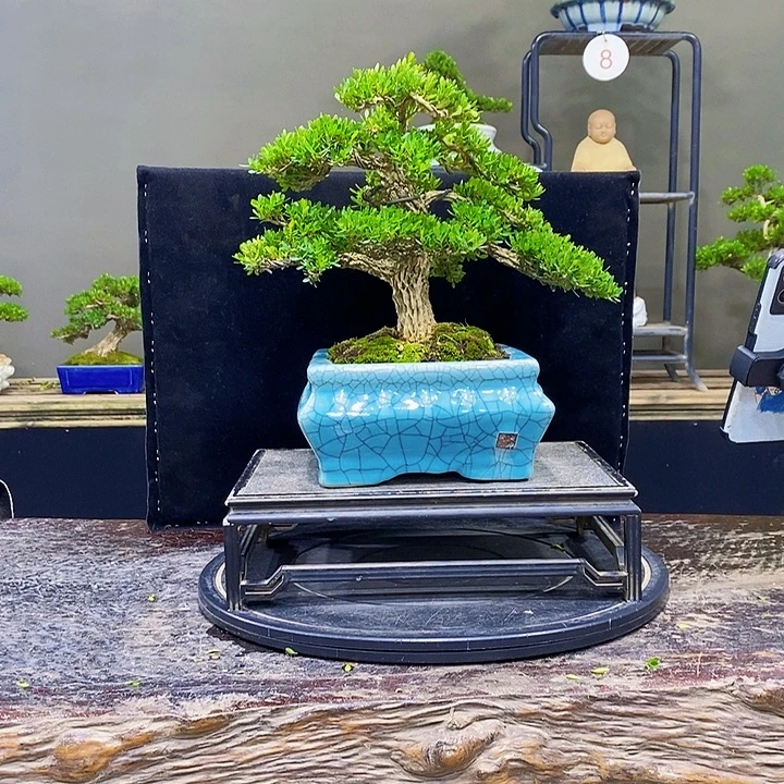 无花朵黄杨盆景四季常青