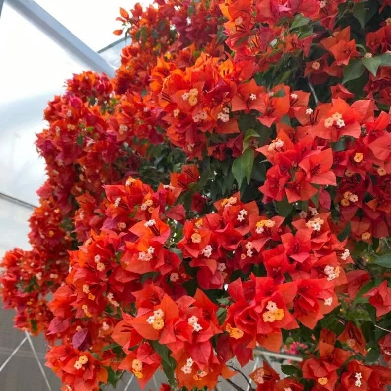 【热火桑巴】三角梅四季可爬藤可垂丝勤花绿植不带花