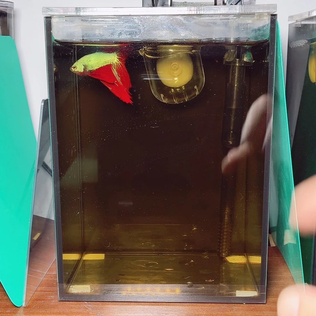 斗鱼彩金半月公鱼