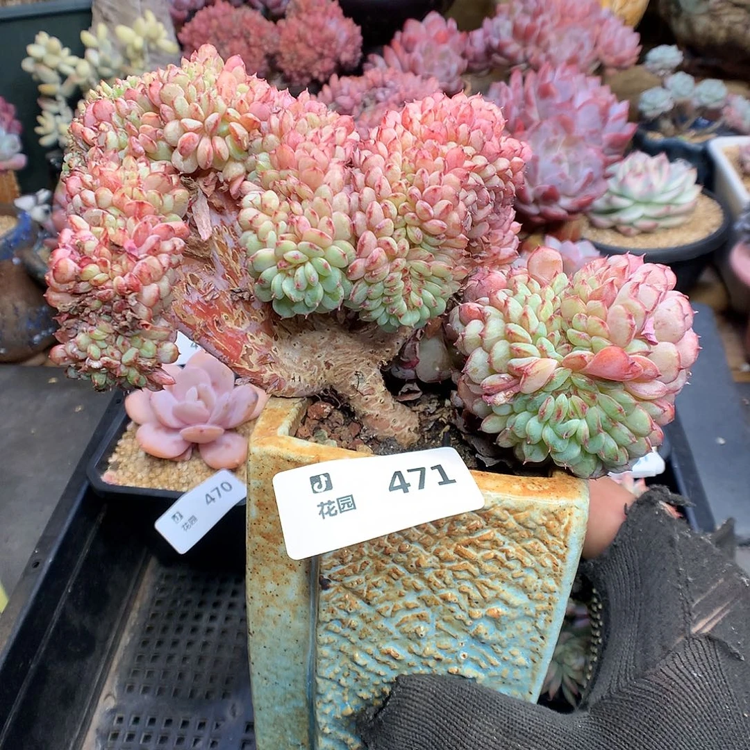 471白胖多肉植物6666
