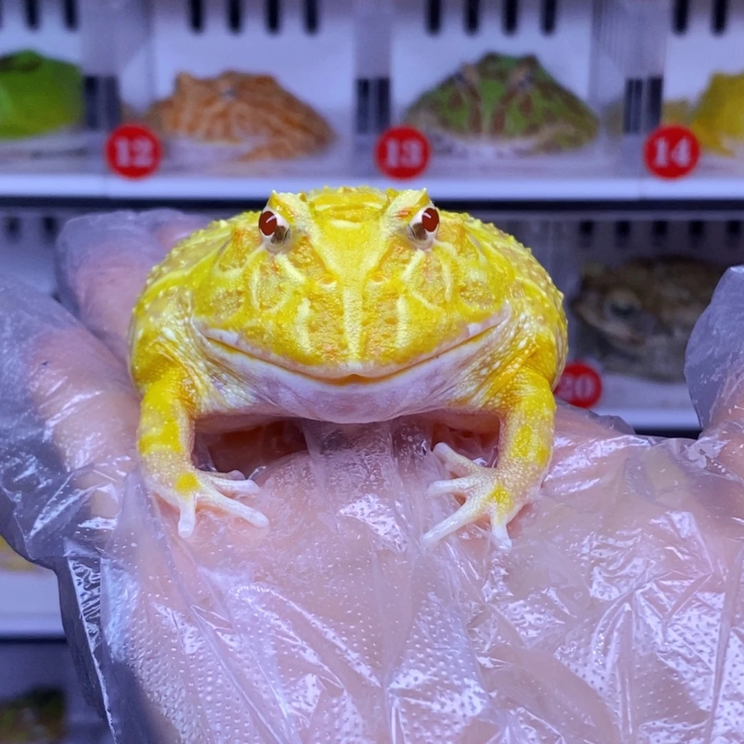 角蛙角蛙3-10cm闪购专享链接微瑕