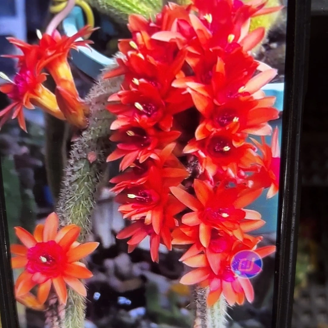 3颗红水晶侧牙20包邮24