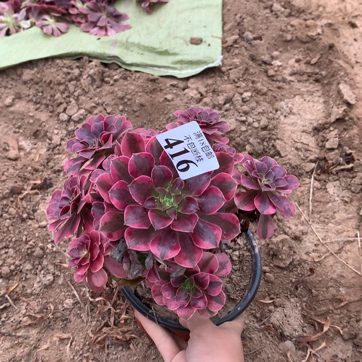 416美杜莎手捧4号