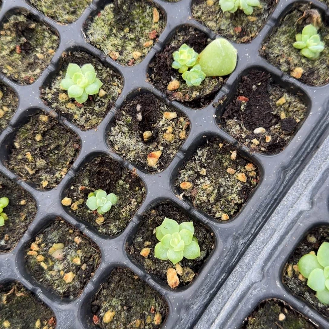 苍梧中苗穴外棚一个满25包邮