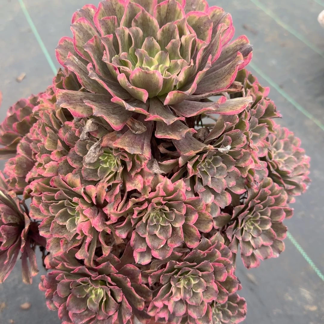 香***茗无花朵香姐-138福利付款福利多