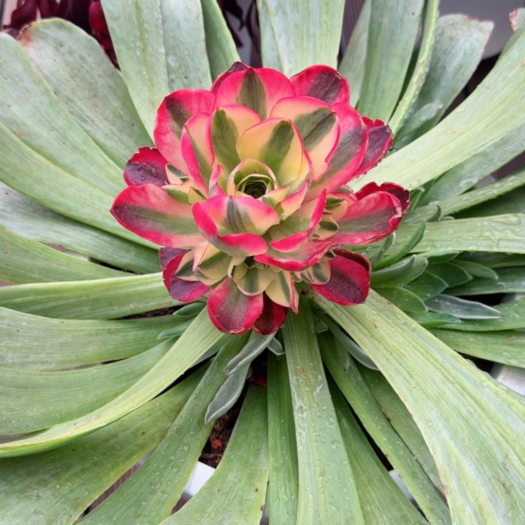 魅金玫瑰锦如意春节福利