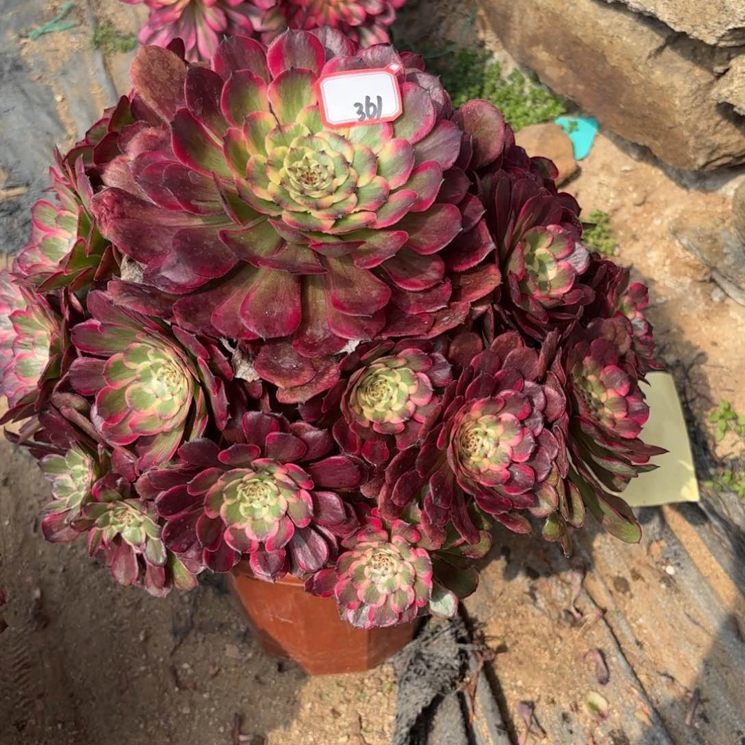 ?****?361黑金刚多肉植物绿植