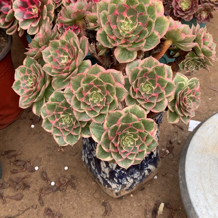 008莲花座多肉植物