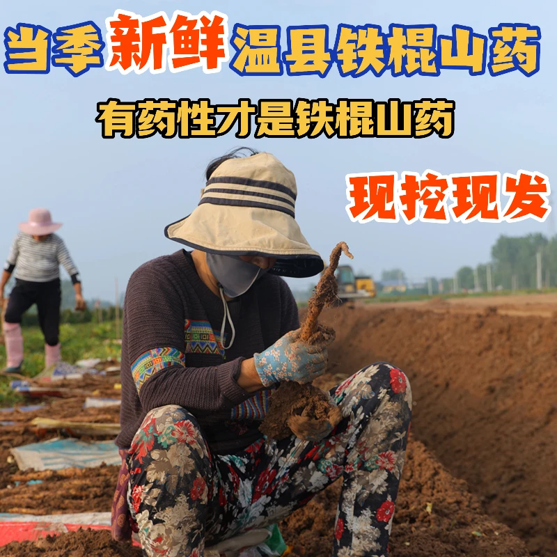 当季焦作温县正宗垆土地铁棍怀山药新鲜出土营养软糯香甜养胃