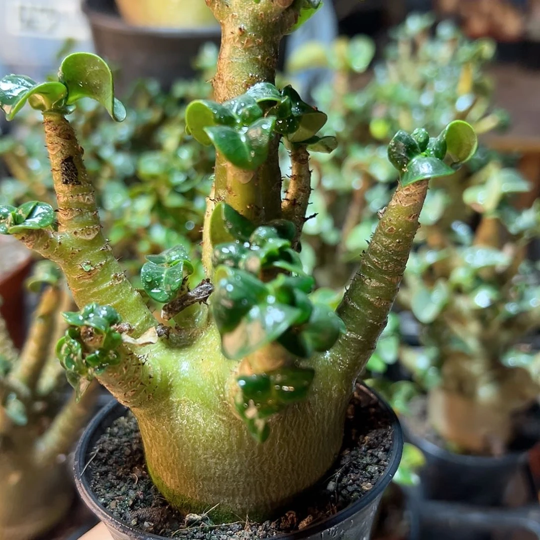 哥斯拉沙漠玫瑰4公分带盆