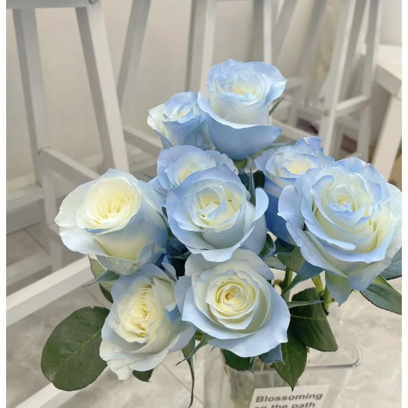 【碎冰蓝玫瑰10支】单头玫瑰 任意两单京东/顺丰