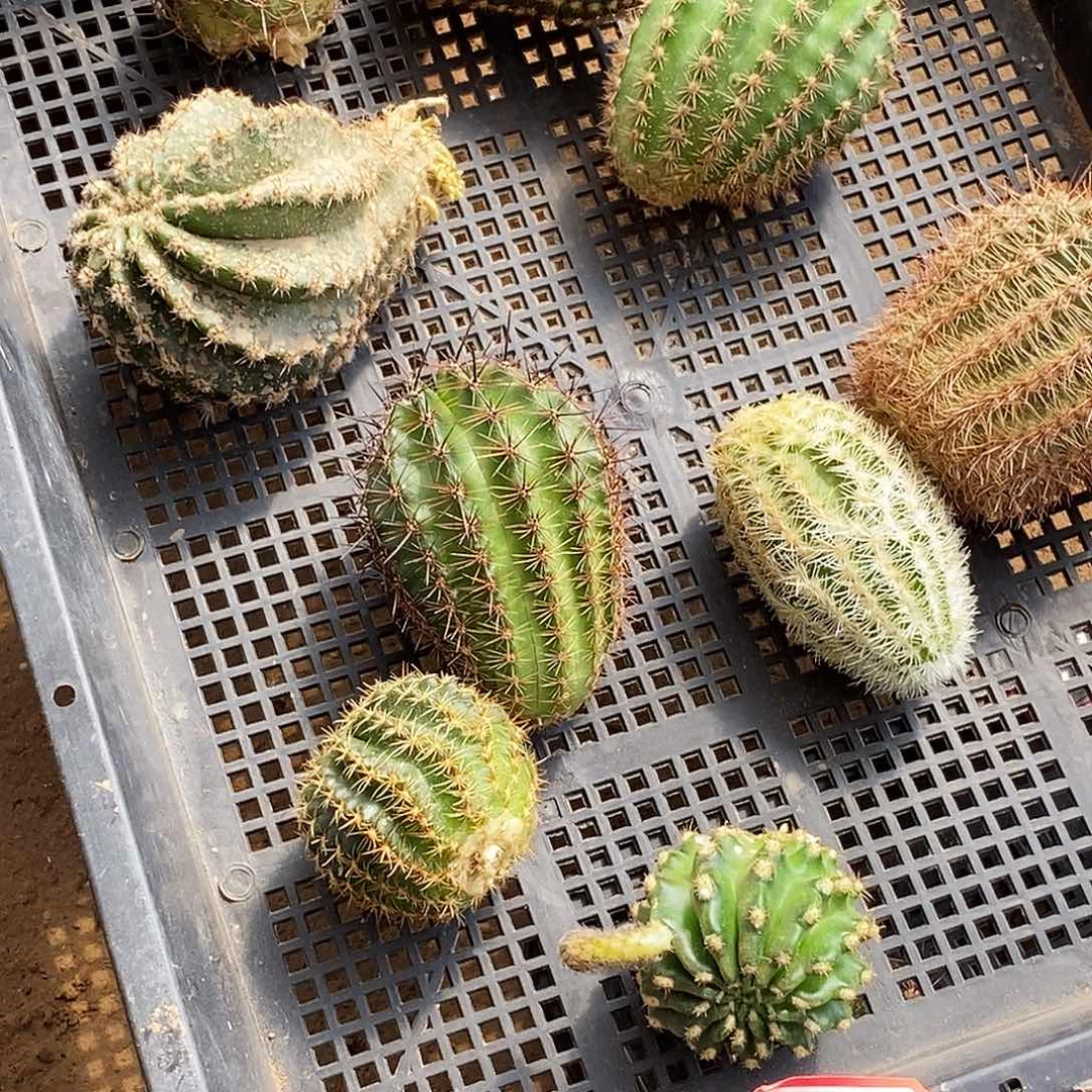 筐拍无根侧芽 19个品种19号