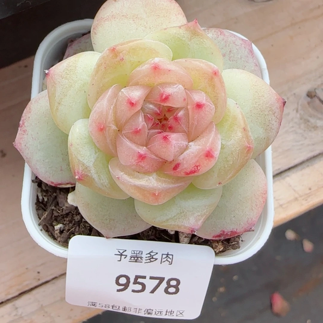 孤品珍妮，9578多肉植物