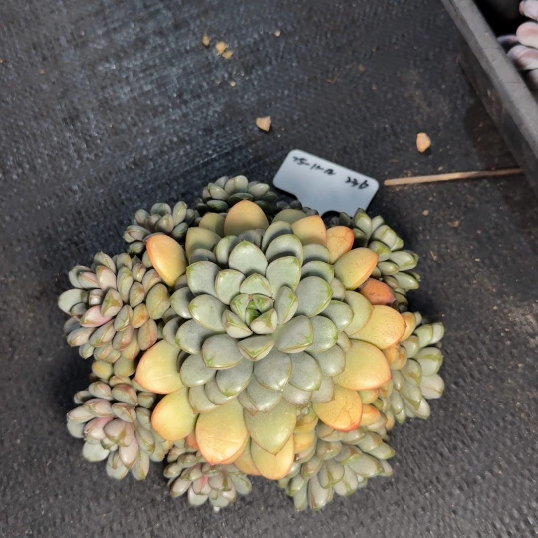 一物一拍11-14葡萄捧花群236