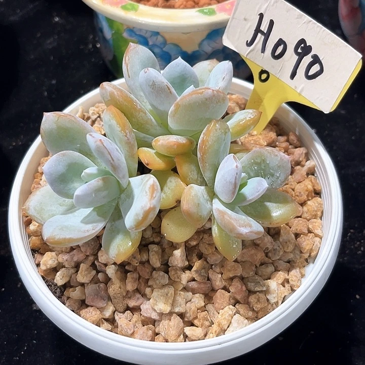 奶茶90号码牌子的话