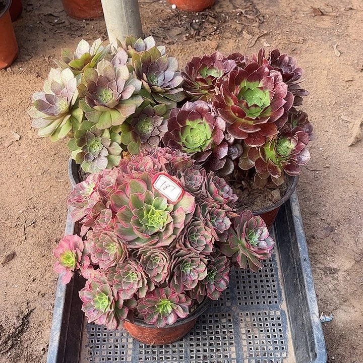 787多肉植物组合，