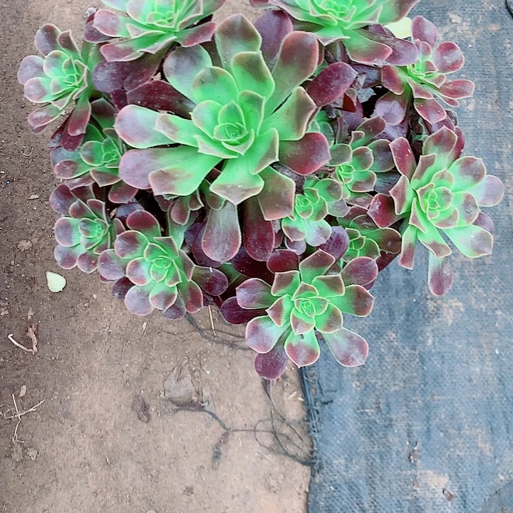 欧嘉莉多肉植物法师99号