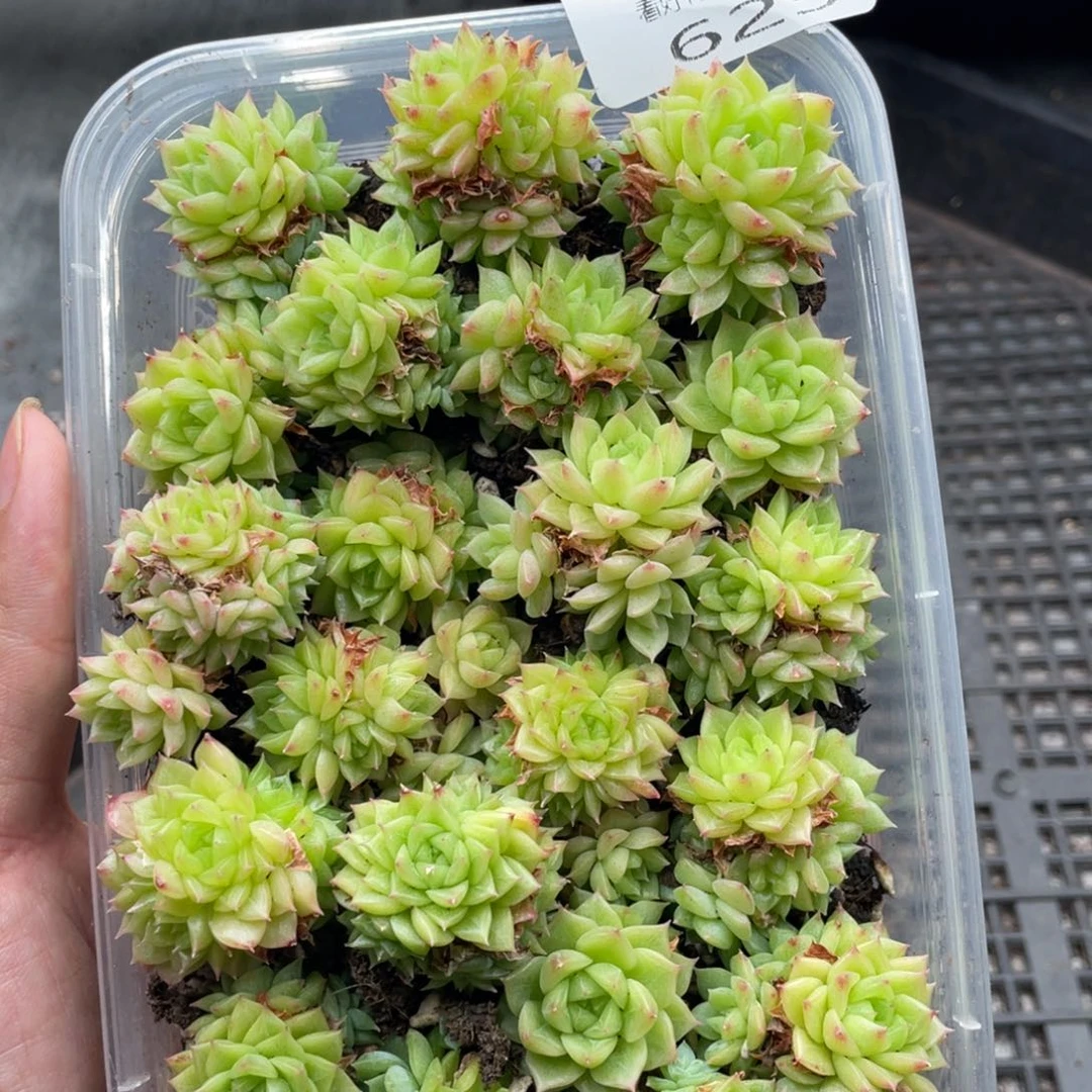 云糖心多肉植物625