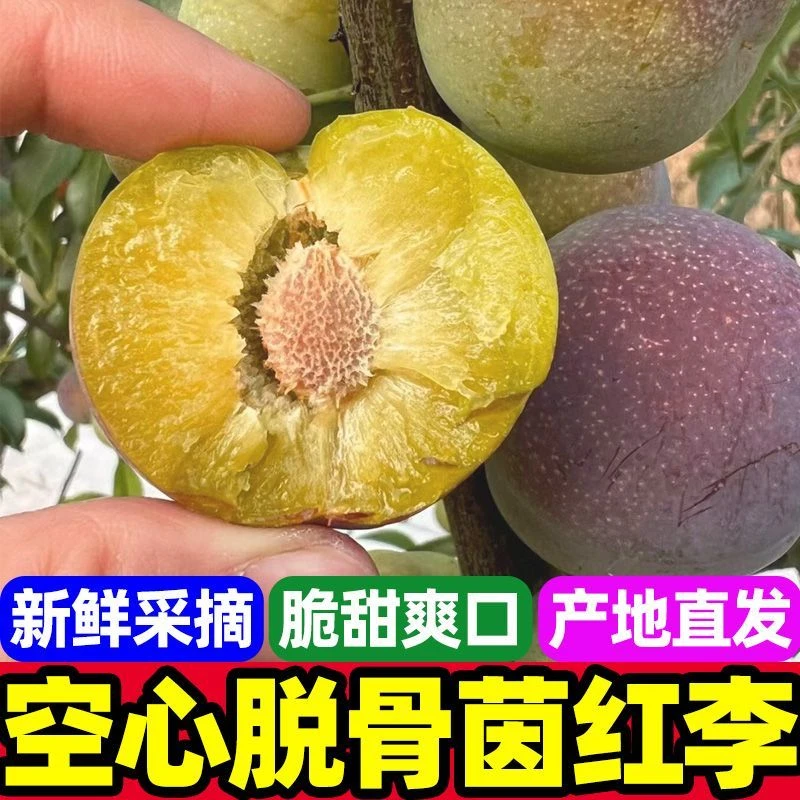 四川脱骨半边红茵红李新鲜应季脆甜多汁现摘水果