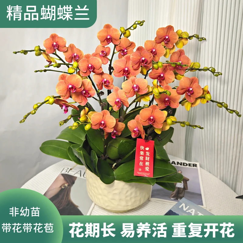 《金桔》爱马仕橙色系蝴蝶兰鲜活绿植 经典品种 带花带花苞