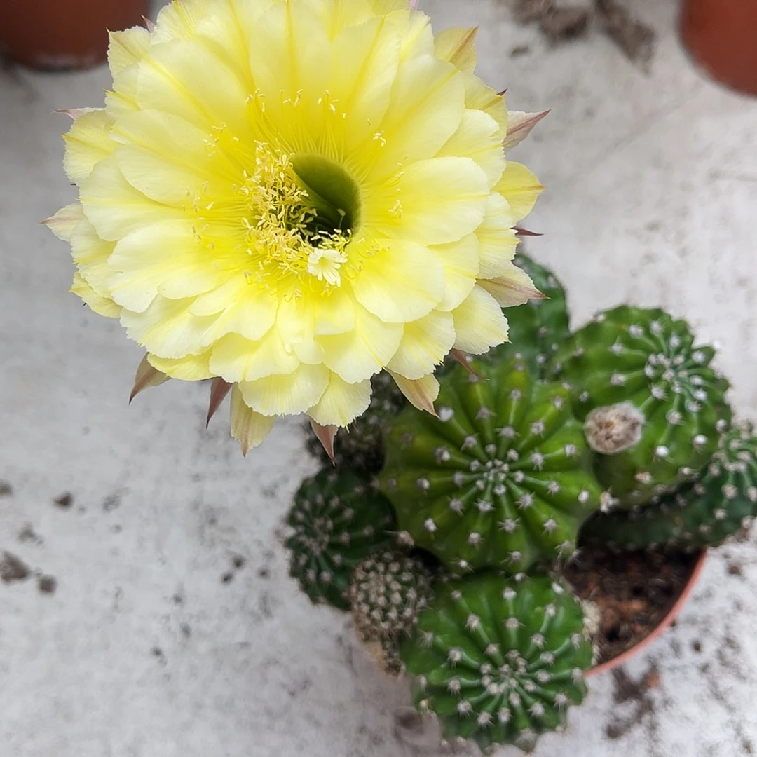 彩草黄色群10公分左右