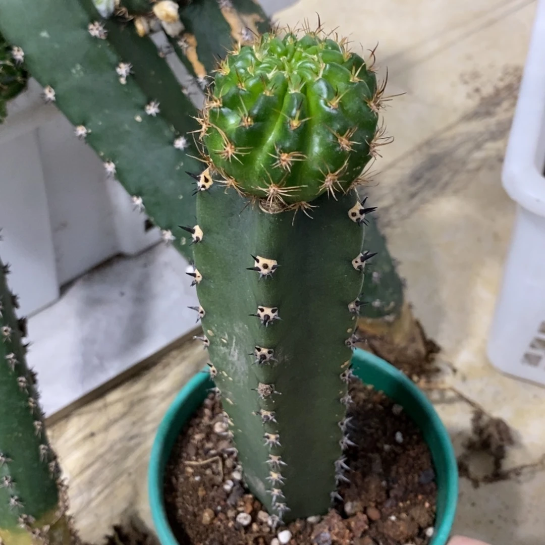 牛**?新品丽花L42绣谱母本带花苞
