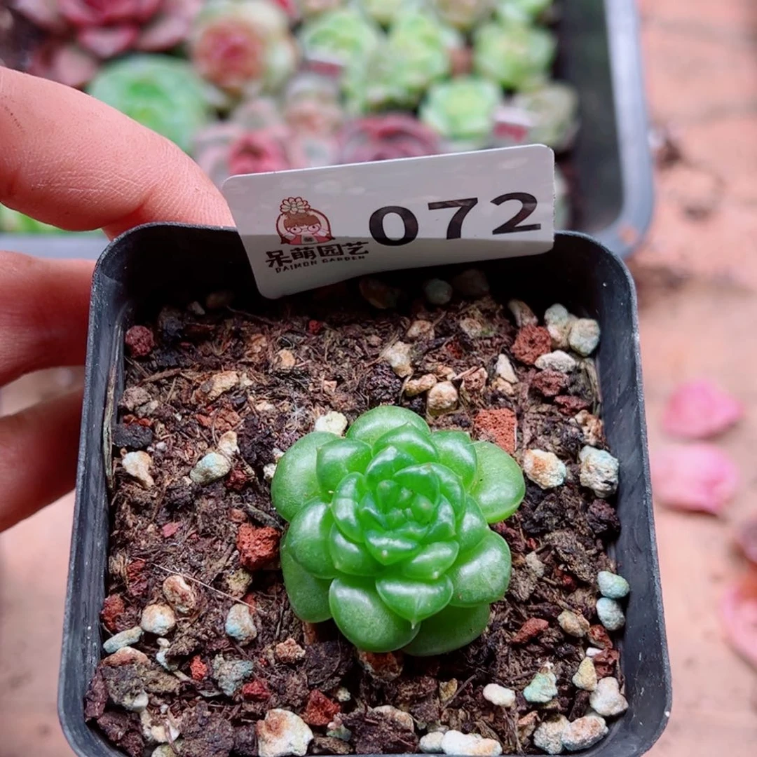 多肉植物多肉植物