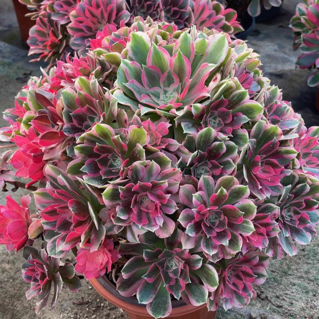 098男神精品法师老桩