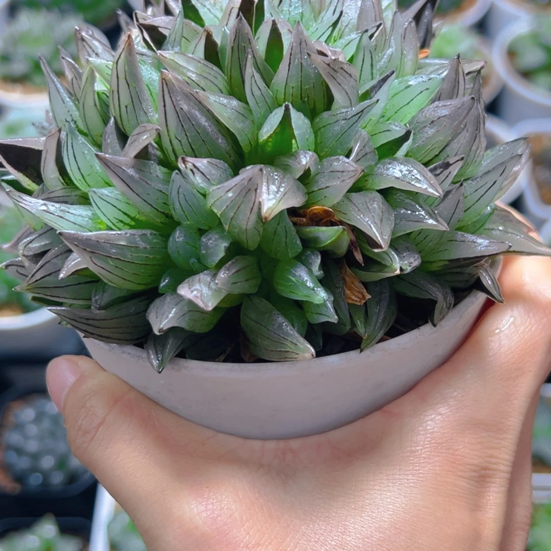 万象盆巨无霸西瓜寿多肉