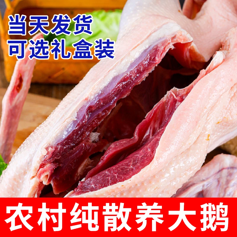 【真大鹅】东北农村大山散养溜达大笨鹅